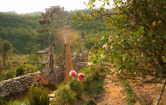 La vallée de roses à Sapa reconnue comme la plus grande du Vietnam ảnh 3