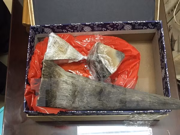 Les douanes saisissent plus de 50 kilos suspectés d'être des cornes de rhinocéros à Hanoï ảnh 1