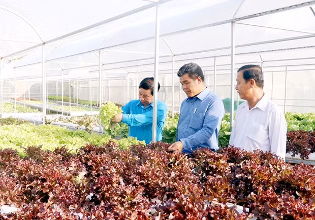 L'île de Phu Quoc développe une agriculture écologique liée au tourisme ảnh 1