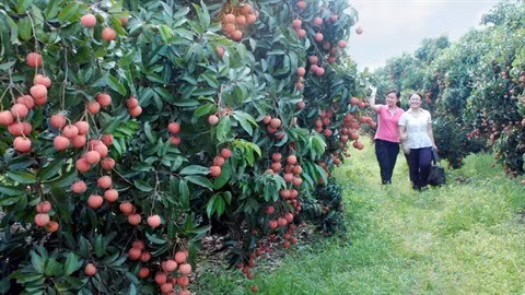 De nombreuses activités pour promouvoir la consommation de litchi ảnh 1