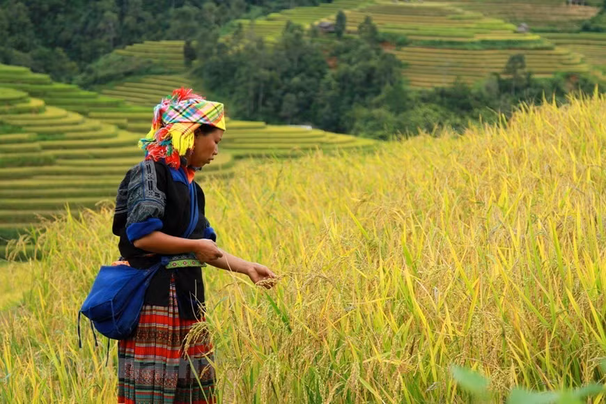 Mu Cang Chai: La beauté pittoresque du Nord-Ouest captive les touristes ảnh 2