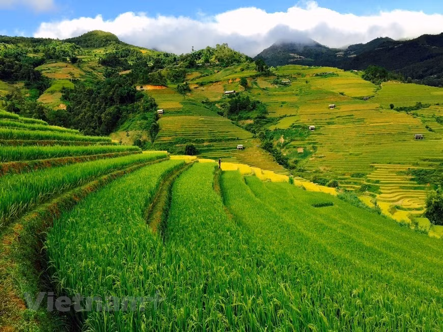 Mu Cang Chai: La beauté pittoresque du Nord-Ouest captive les touristes ảnh 1