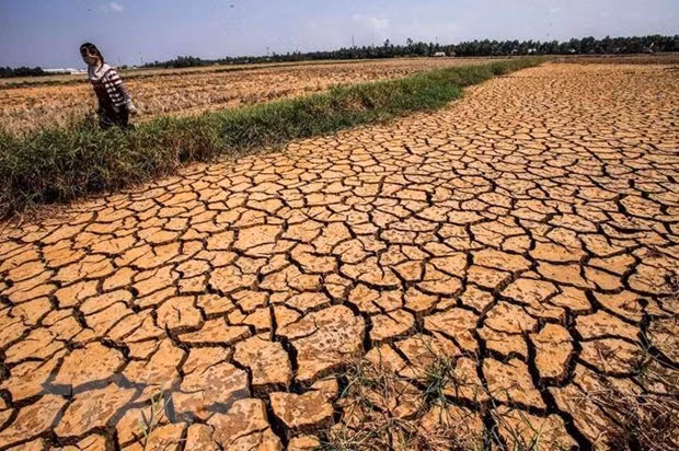 Des efforts considérables sont nécessaires pour aider le delta du Mékong à surmonter la sécheresse ảnh 1