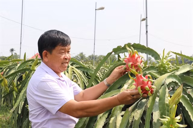 Long An s'efforce d'avoir 3.000 ha de fermes de fruits du dragon répondant aux normes VietGap ảnh 1