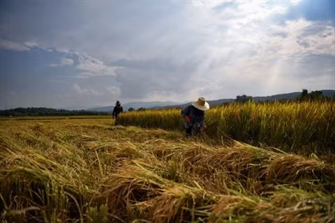 Les exportations de riz du Cambodge augmentent au cours des deux premiers mois ảnh 1