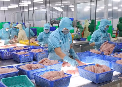 Les pangasius et les crevettes vietnamiens s’exportent bien en Chine ảnh 1 Les pangasius et les crevettes vietnamiens s’exportent bien en Chine ảnh 1