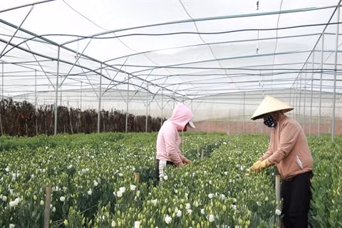 Lâm Dông : Don Duong, un modèle du programme de Nouvelle ruralité ảnh 1