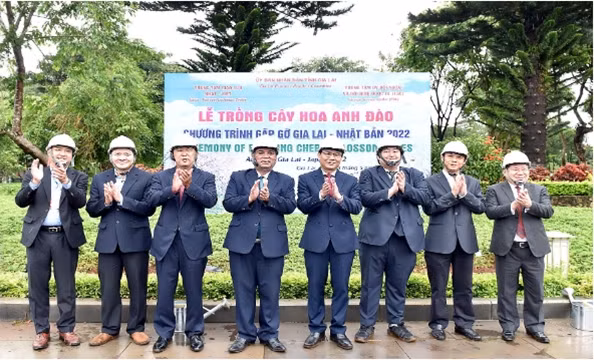 Le Japon offre 24 cerisiers à la province de Gia Lai ảnh 1