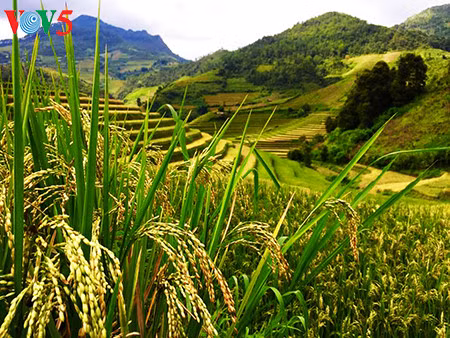 La splendeur des rizières en terrasse de Mù Cang Chai ảnh 1