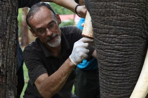 Un Néerlandais au chevet des derniers éléphants vietnamiens ảnh 2