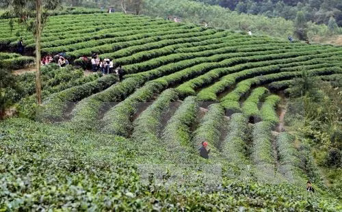Une entreprise japonaise veut rejoindre l'industrie du thé du Vietnam ảnh 1