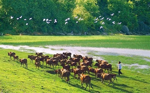 Samuel L. Jackson avoue son amour pour le Vietnam ảnh 2