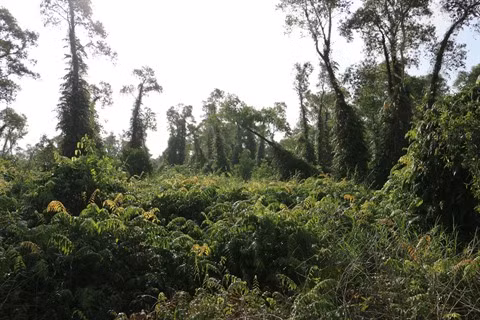 Un grand bol de nature à U Minh Ha ảnh 3