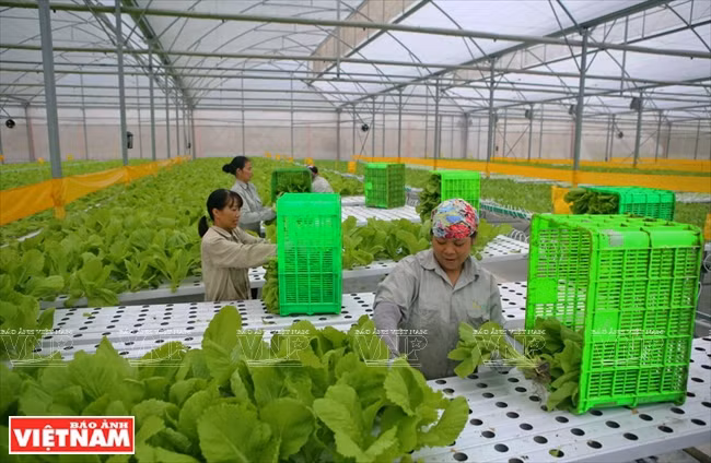 Construire les maillons de la chaîne en agriculture biologique ảnh 3