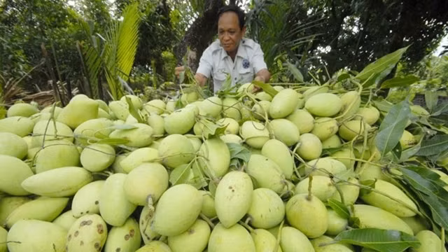 L’Australie s'apprête à ouvrir sa porte aux mangues vietnamiennes ảnh 1