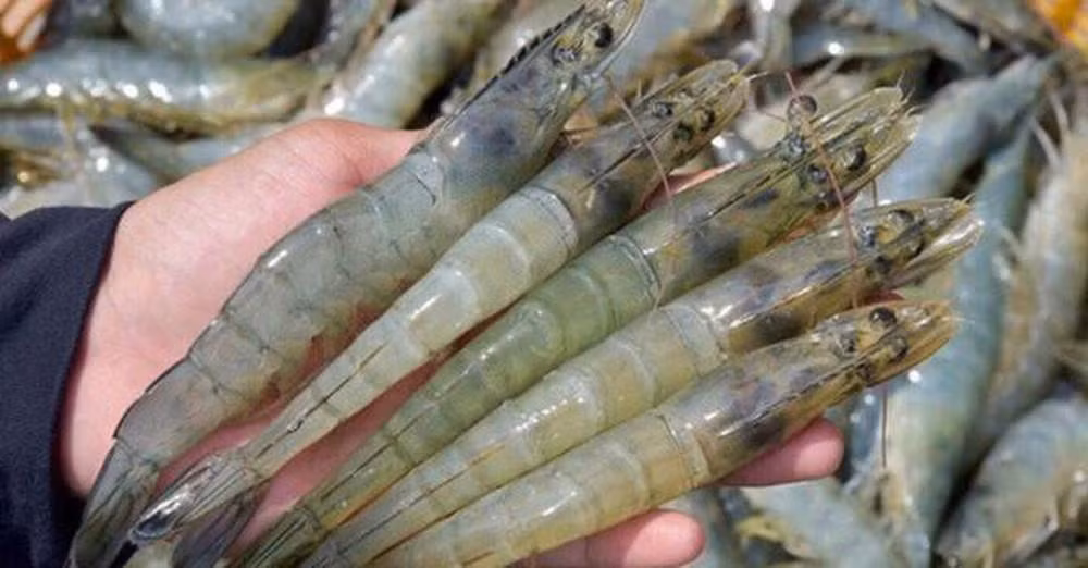 Les exportations nationales de crevettes pourraient retrouver des couleurs au 2e semestre ảnh 1