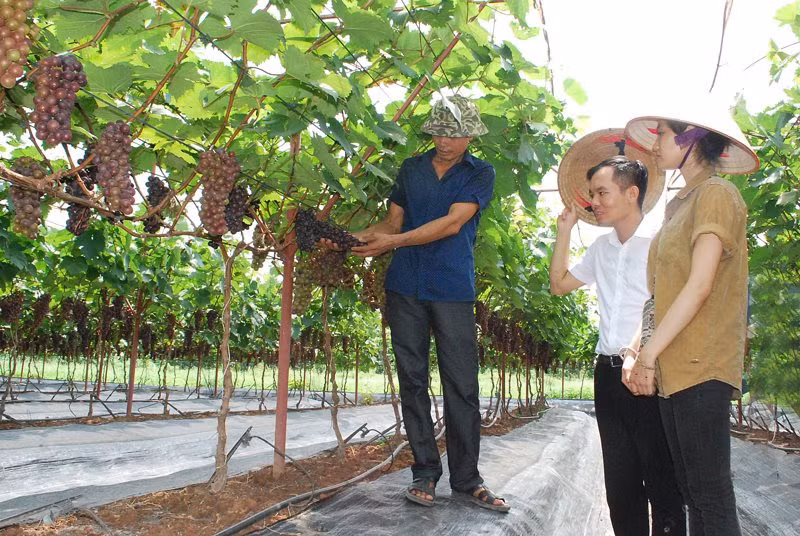 Hanoï développe la culture des arbres fruitiers associée à l'éco-tourisme ảnh 2