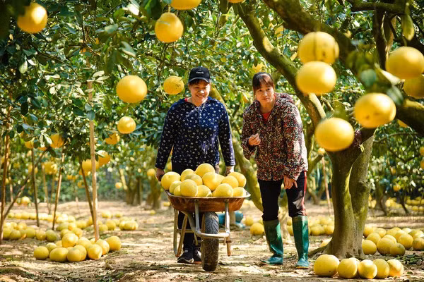 Hanoï développe la culture des arbres fruitiers associée à l'éco-tourisme ảnh 1