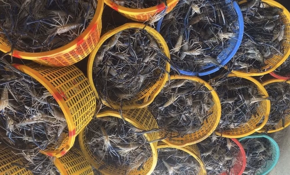 Bac Liêu promeut l’aquaculture adaptée au changement climatique ảnh 1