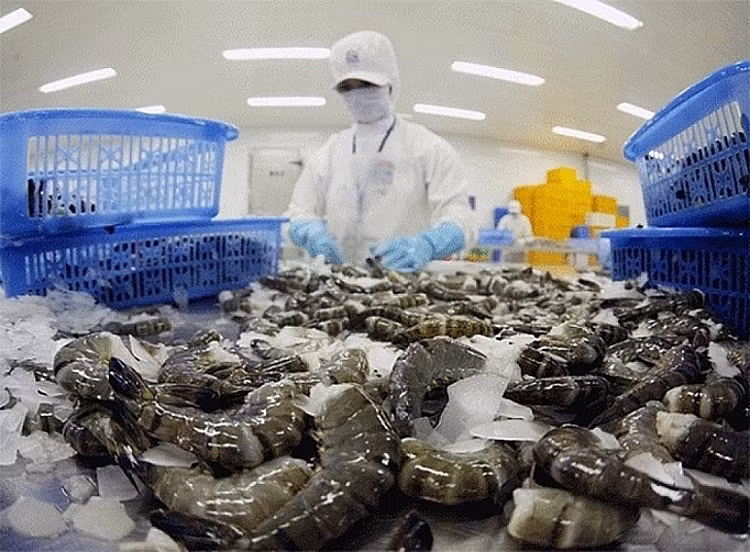 L'Australie, le 2e plus grand débouché de crevettes du Vietnam dans le CPTPP ảnh 1