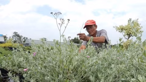 La beauté des villages floraux à l’approche du Têt ảnh 1