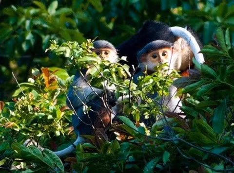 Le Parc national de Nui Chua développe l’écotourisme durable ảnh 1