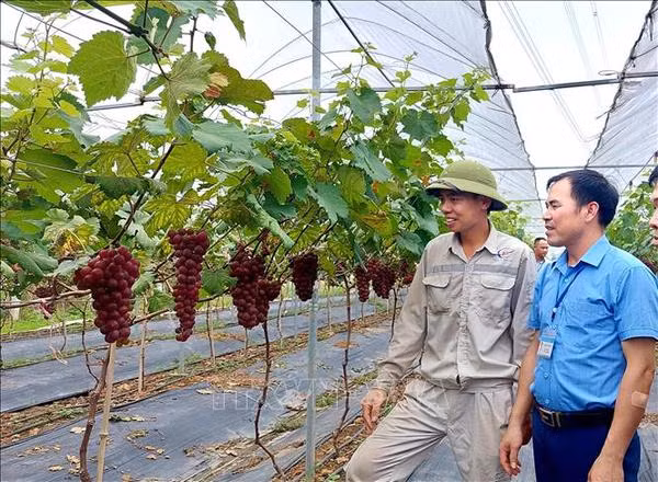 Dong Trieu s'efforce de devenir un modèle de Nouvelle Ruralité exemplaire de Quang Ninh ảnh 2