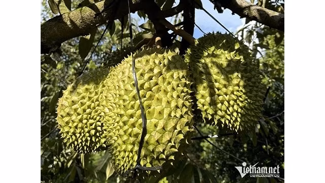Le durian promet de rapporter des milliards de dollars ảnh 1