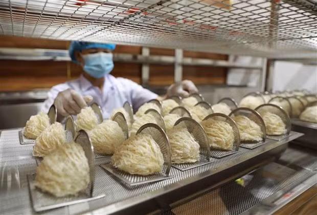 Belles perspectives pour les exportations de nids de salangane ảnh 1