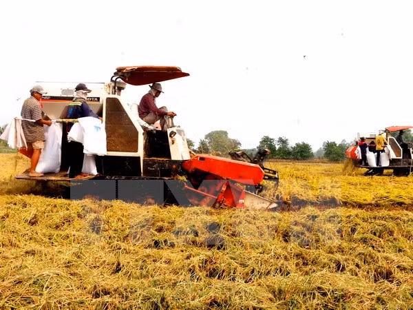 Tien Giang restructure la production agricole ảnh 1 Tien Giang restructure la production agricole ảnh 1