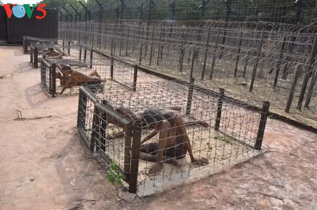 La prison de Phu Quôc, symbole des révolutionnaires indomptables ảnh 1