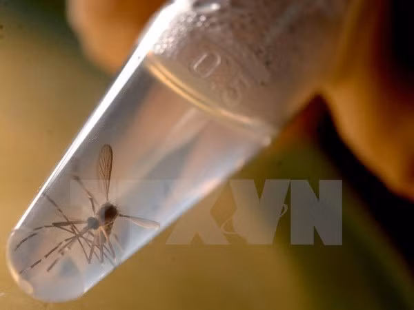 Zika : renforcement des contrôles aux portes frontalières ảnh 2