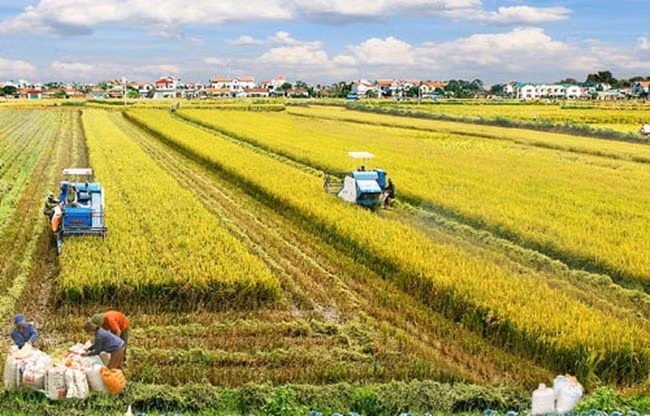 La coopération Vietnam-Australie pour développer une nouvelle variété de riz ảnh 1