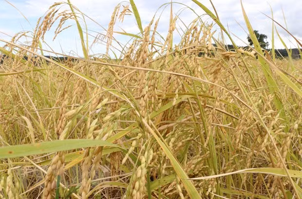 La coopération Vietnam-Australie pour développer une nouvelle variété de riz ảnh 2