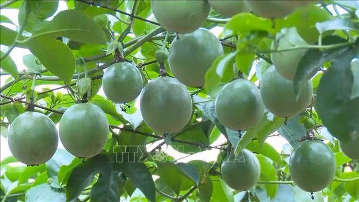 Le Vietnam peut exporter des fruits de la passion vers la Chine à partir du 1er juillet ảnh 1
