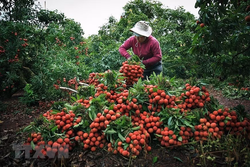 Bac Giang cherche à stimuler les ventes de litchis « Thieu » sur les marchés exigeants ảnh 1