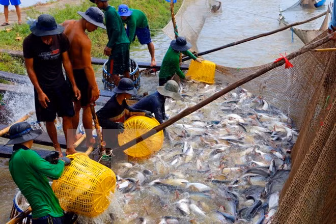 Vietnam-Algérie : accélération de coopération dans la pêche et l’aquaculture ảnh 1