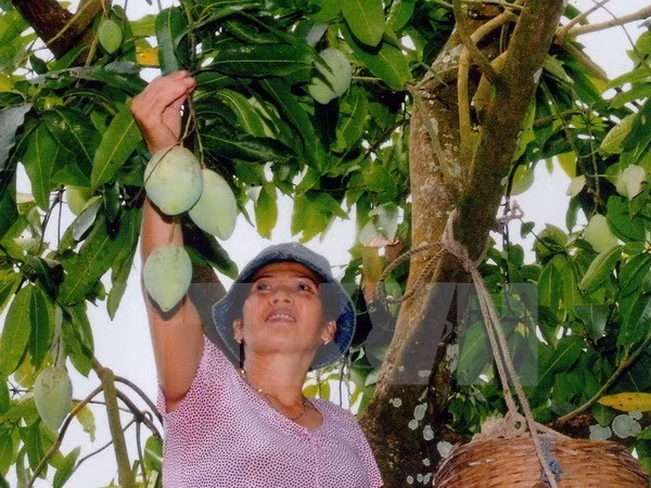 Une compagnie vietnamienne exporte 5 tonnes de mangues vertes en Australie chaque semaine ảnh 1