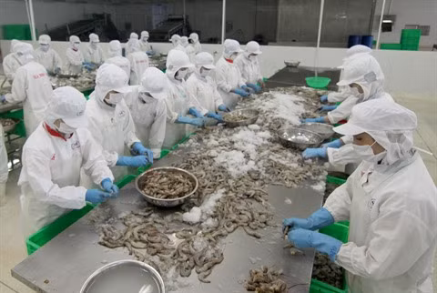 La crevette crue non décortiquée vietnamienne accéderait au marché australien ảnh 1 La crevette crue non décortiquée vietnamienne accéderait au marché australien ảnh 1