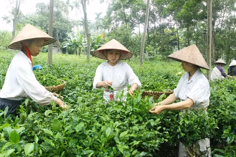Les campagnes de Hanoi à l’heure de l’intégration ảnh 1