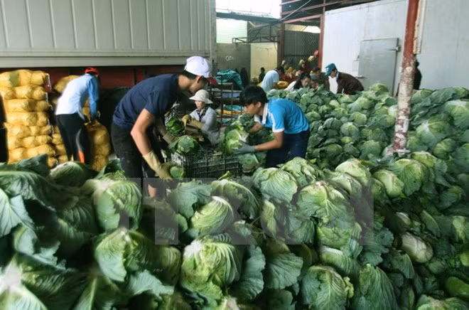 Can Tho et les Pays-Bas coopèrent pour réduire les pertes après récolte ảnh 1