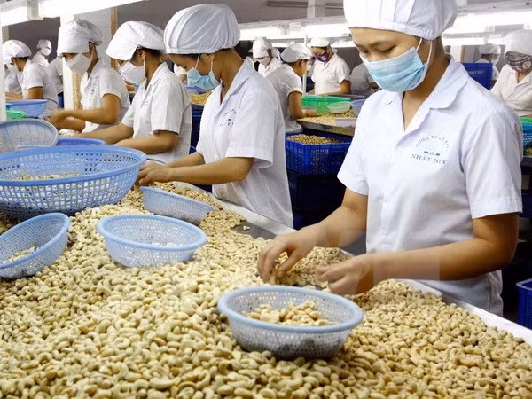 Le Vietnam, premier exportateur mondial de noix de cajou pour la 8e année consécutive ảnh 1