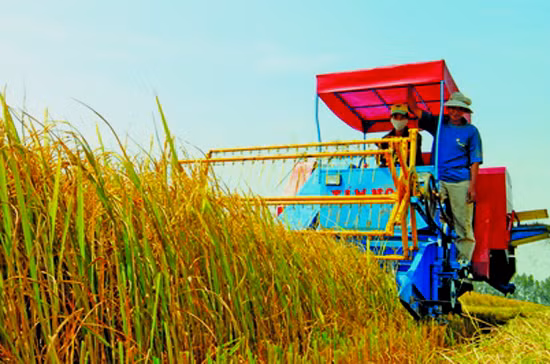 Directive du PM sur le projet de restructuration de l'agriculture ảnh 1