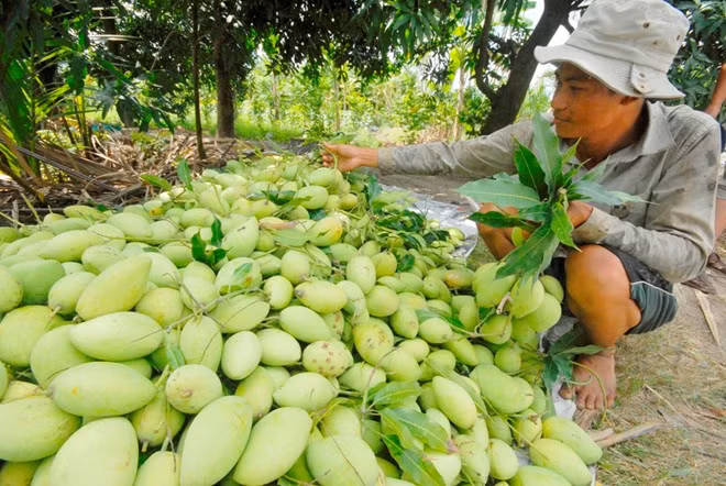 Les mangues de Cat Chu seront exportées au Japon ảnh 1