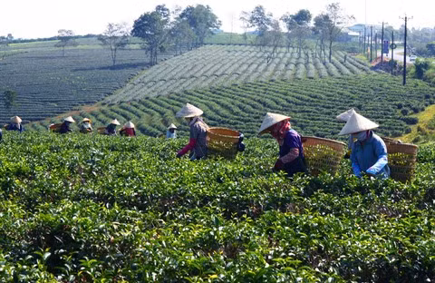 Le Pakistan, premier marché du thé vietnamien au premier trimestre ảnh 1