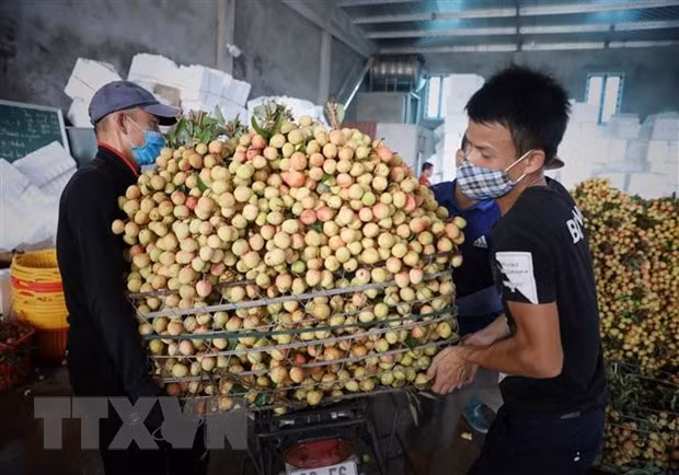 Le PM ordonne d’aider Bac Giang dans la consommation de ses produits agricoles ảnh 1