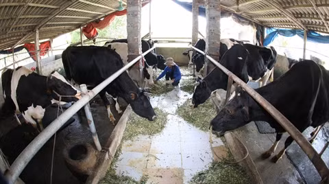 Moins d'un milliard de dollars d’importation de lait en 2015 ảnh 1