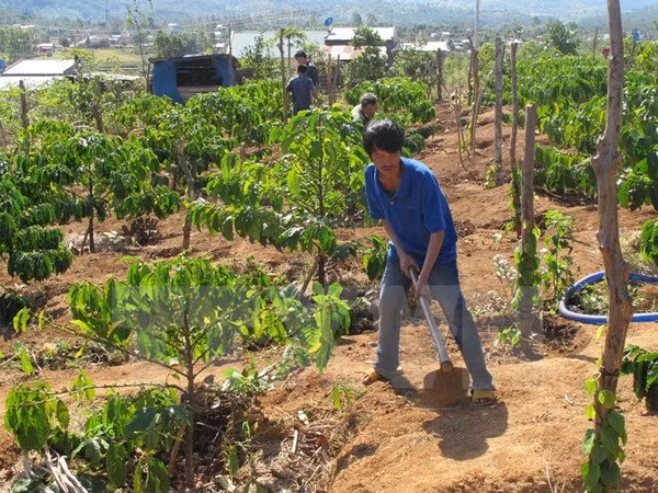 Tay Nguyen : 53 localités satisfont aux critères de la Nouvelle ruralité ảnh 1