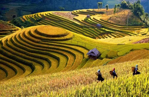 Semaine culturelle et touristique des rizières en terrasses de Mù Cang Chai ảnh 1