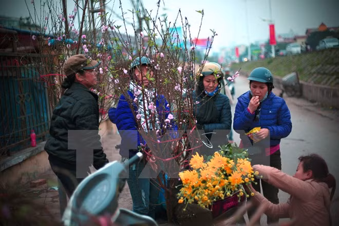 Les fleurs de pêchers du Nouvel An vietnamien ảnh 1